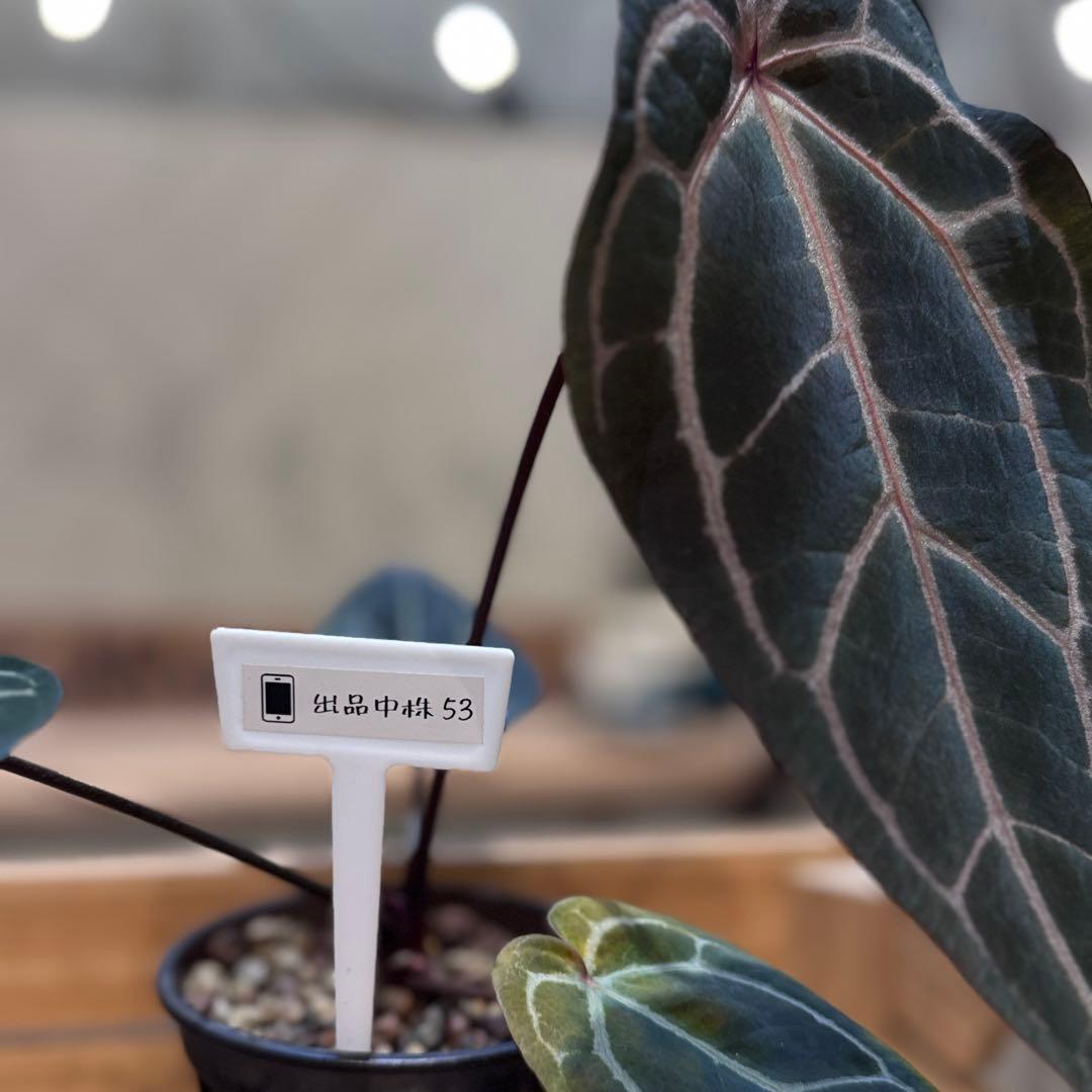 マ*ン様 53 アンスリウム　’パープルクリスタリナム‘ 色濃いめ