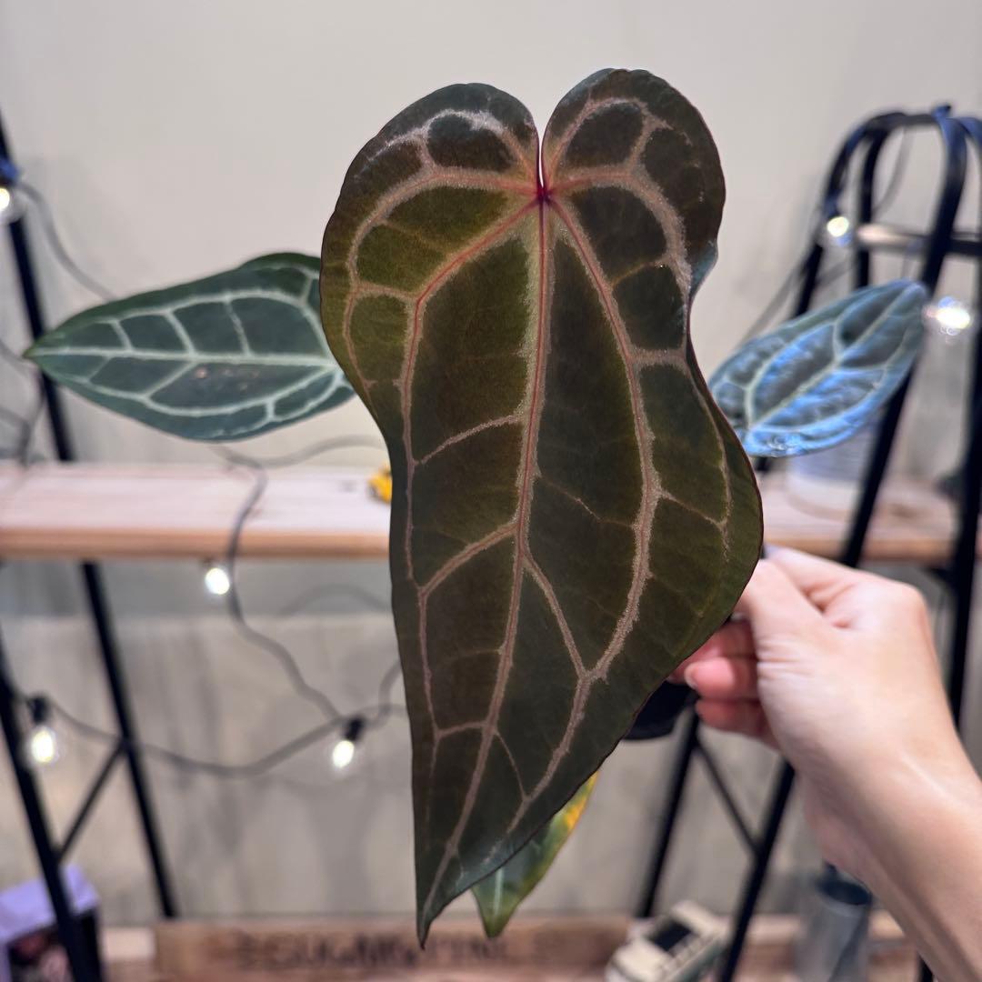 マ*ン様 53 アンスリウム　’パープルクリスタリナム‘ 色濃いめ