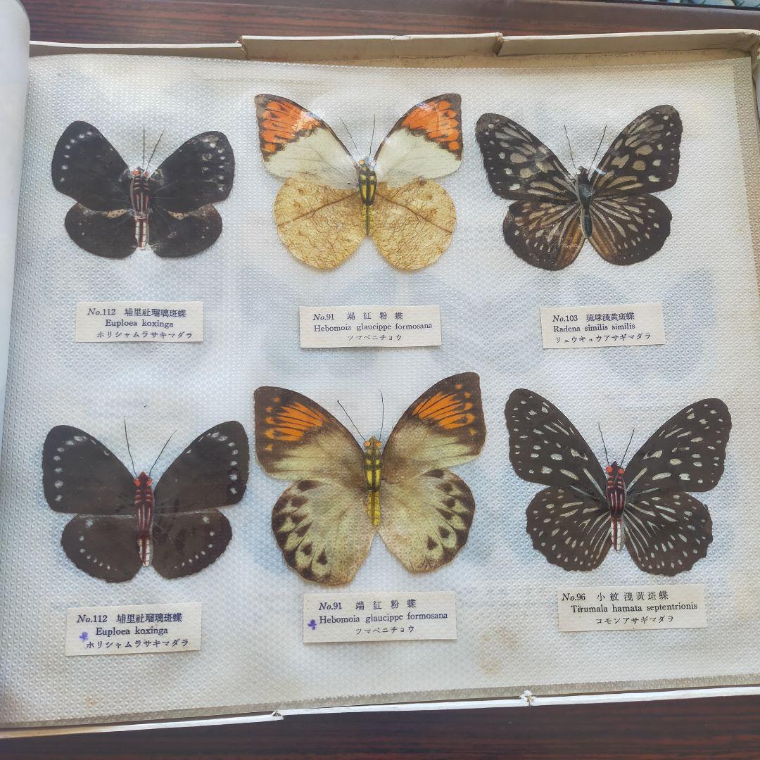 台湾産蝶類 標本 No. 100　101枚　中国