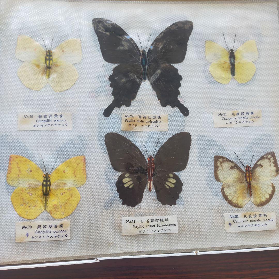 台湾産蝶類 標本 No. 100　101枚　中国