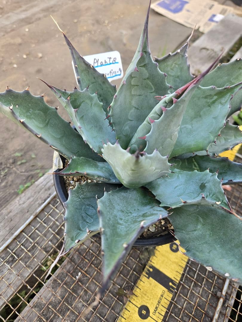 アガベ 　ハイブリッド　パラサナ×マルガリータ②