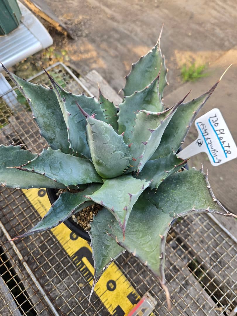 アガベ 　ハイブリッド　パラサナ×マルガリータ②