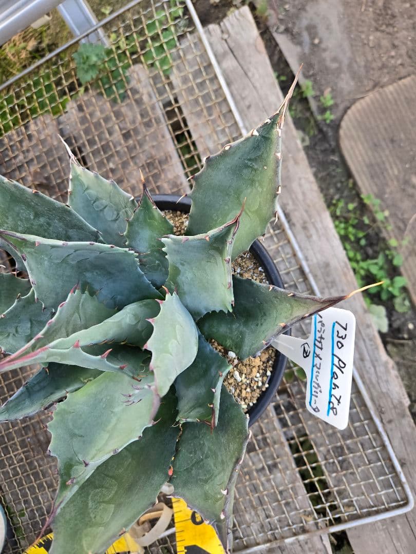 アガベ 　ハイブリッド　パラサナ×マルガリータ②