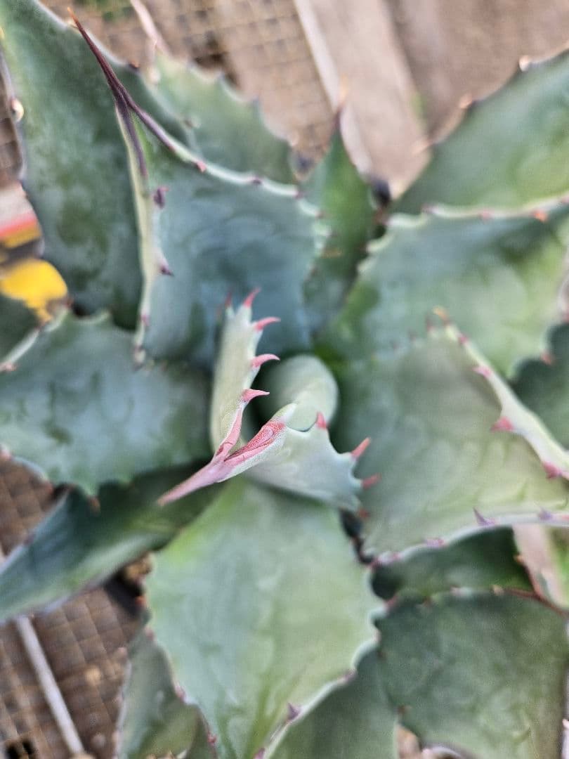 アガベ 　ハイブリッド　パラサナ×マルガリータ②