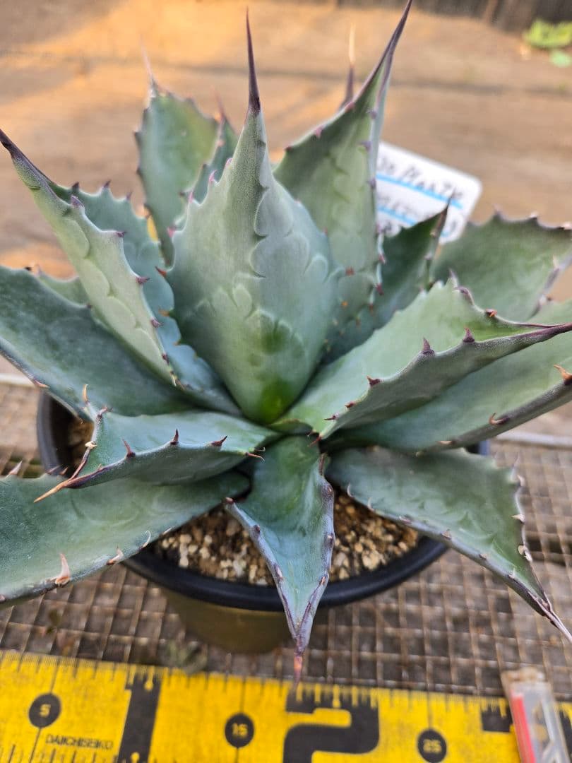 アガベ 　ハイブリッド　パラサナ×マルガリータ②