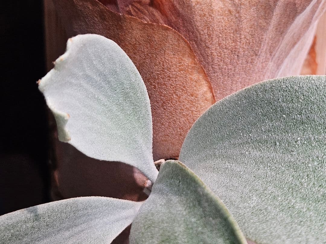 FSQ-S 胞子培養苗2　板②