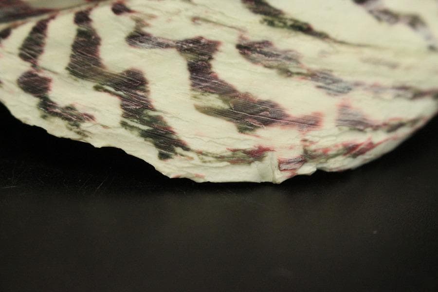 オウムガイ タカセガイ まとめて(ZE491)