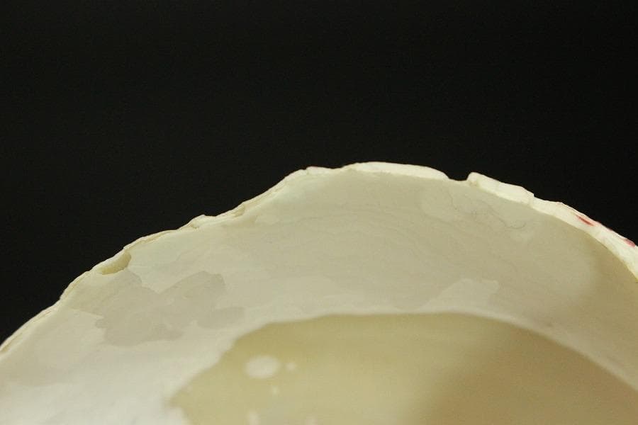 オウムガイ タカセガイ まとめて(ZE491)