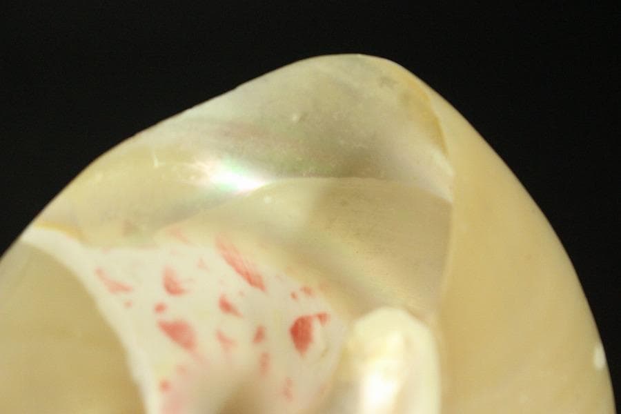 オウムガイ タカセガイ まとめて(ZE491)