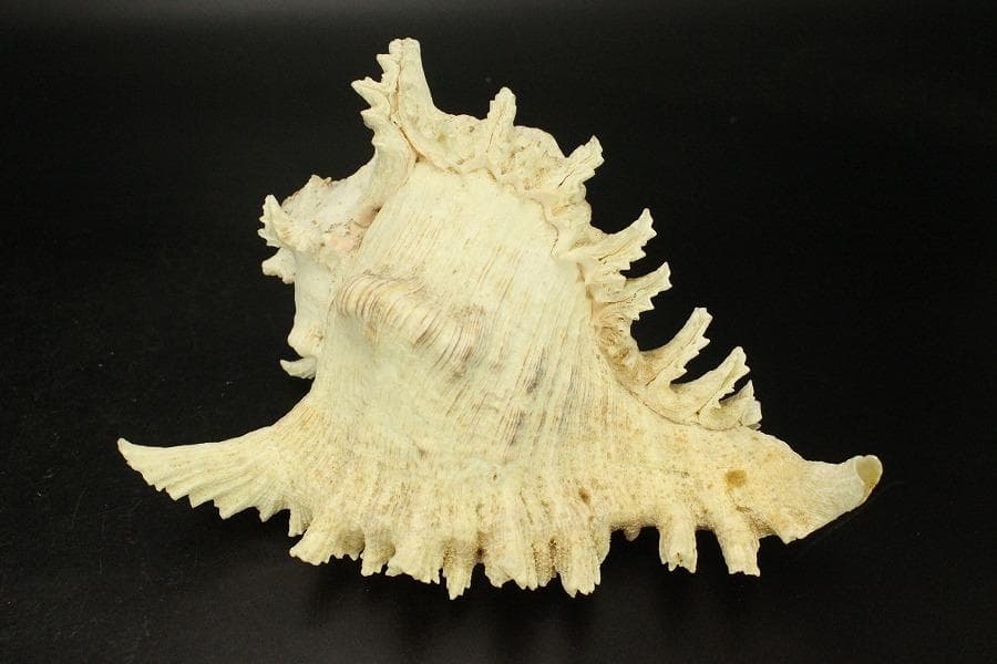 オウムガイ タカセガイ まとめて(ZE491)