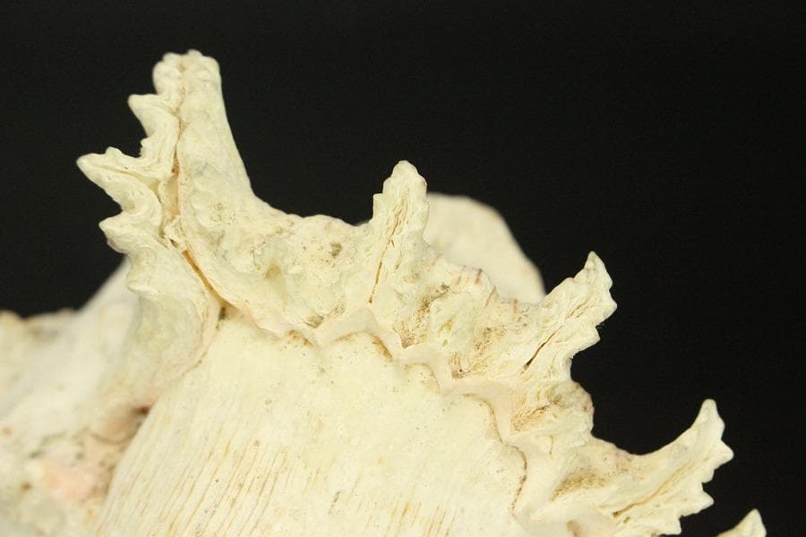 オウムガイ タカセガイ まとめて(ZE491)