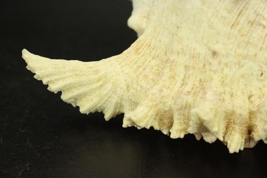 オウムガイ タカセガイ まとめて(ZE491)