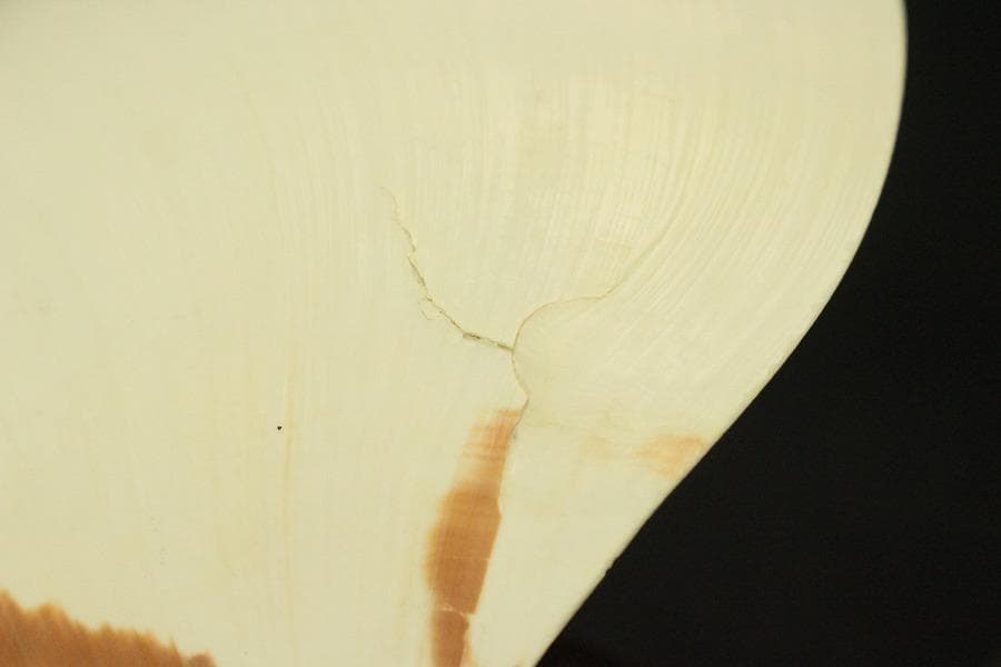 オウムガイ タカセガイ まとめて(ZE491)