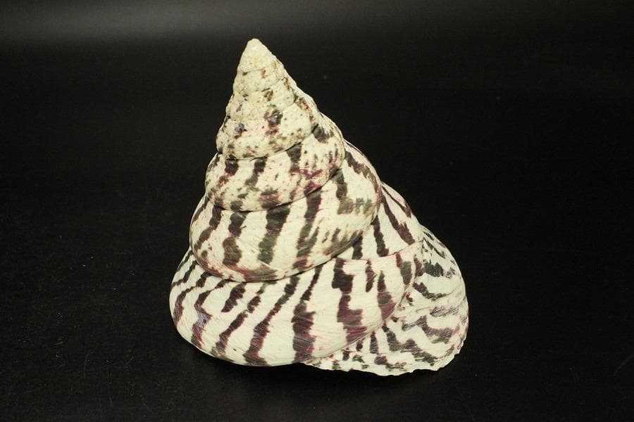 オウムガイ タカセガイ まとめて(ZE491)