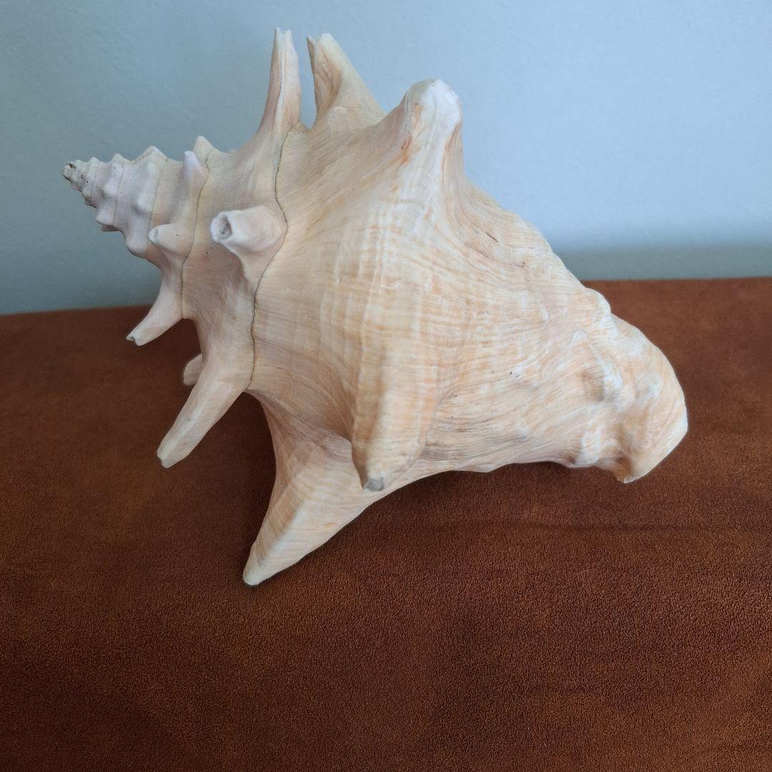 クイーンコンクシェル　巻き貝　カリブ海　有機質宝石の元　コンク貝