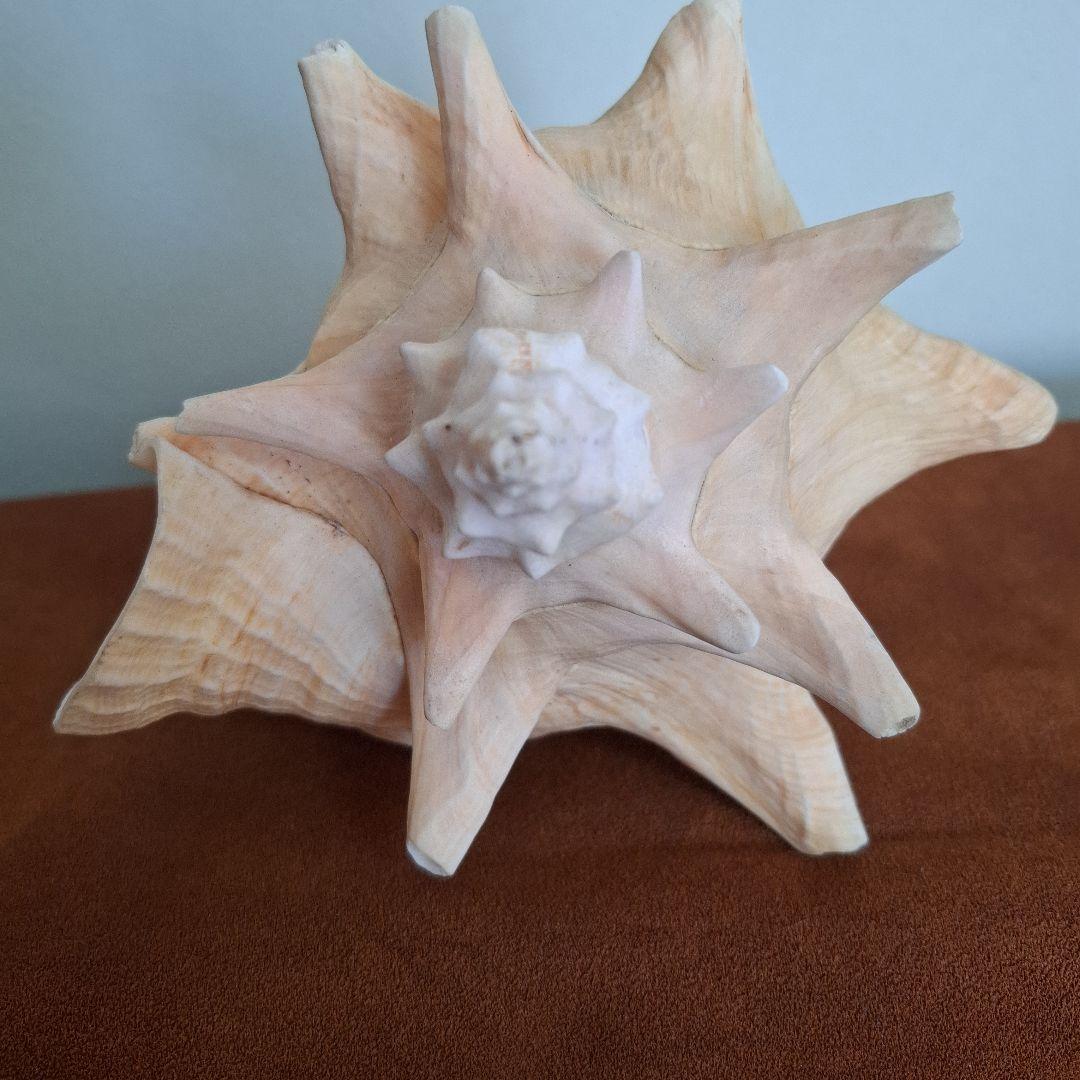 クイーンコンクシェル　巻き貝　カリブ海　有機質宝石の元　コンク貝