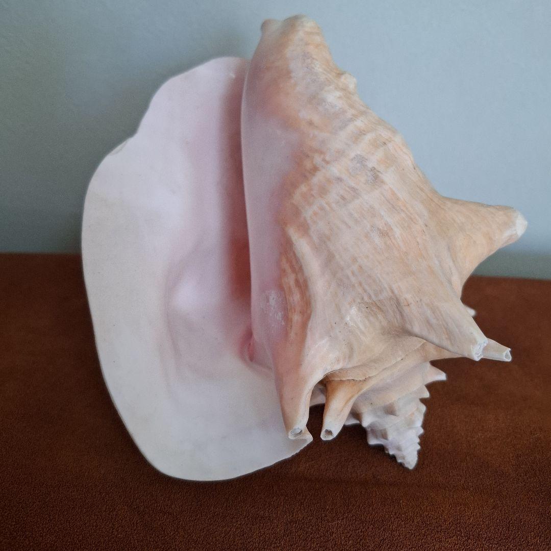 クイーンコンクシェル　巻き貝　カリブ海　有機質宝石の元　コンク貝