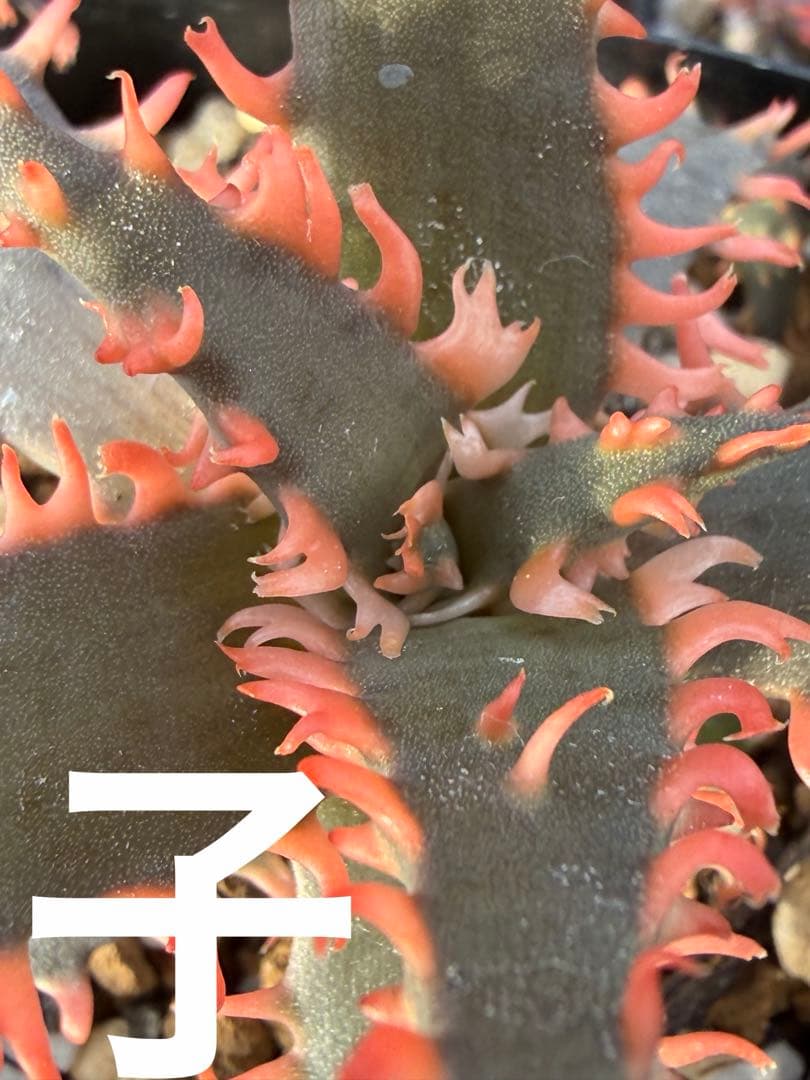 特上　アロエ　ハイブリッド　Aloe hybrid 子株　第四種