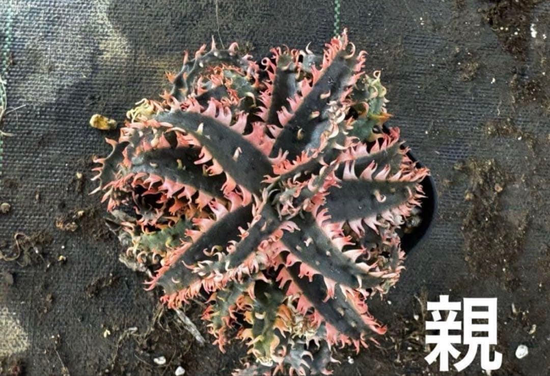 特上　アロエ　ハイブリッド　Aloe hybrid 子株　第四種