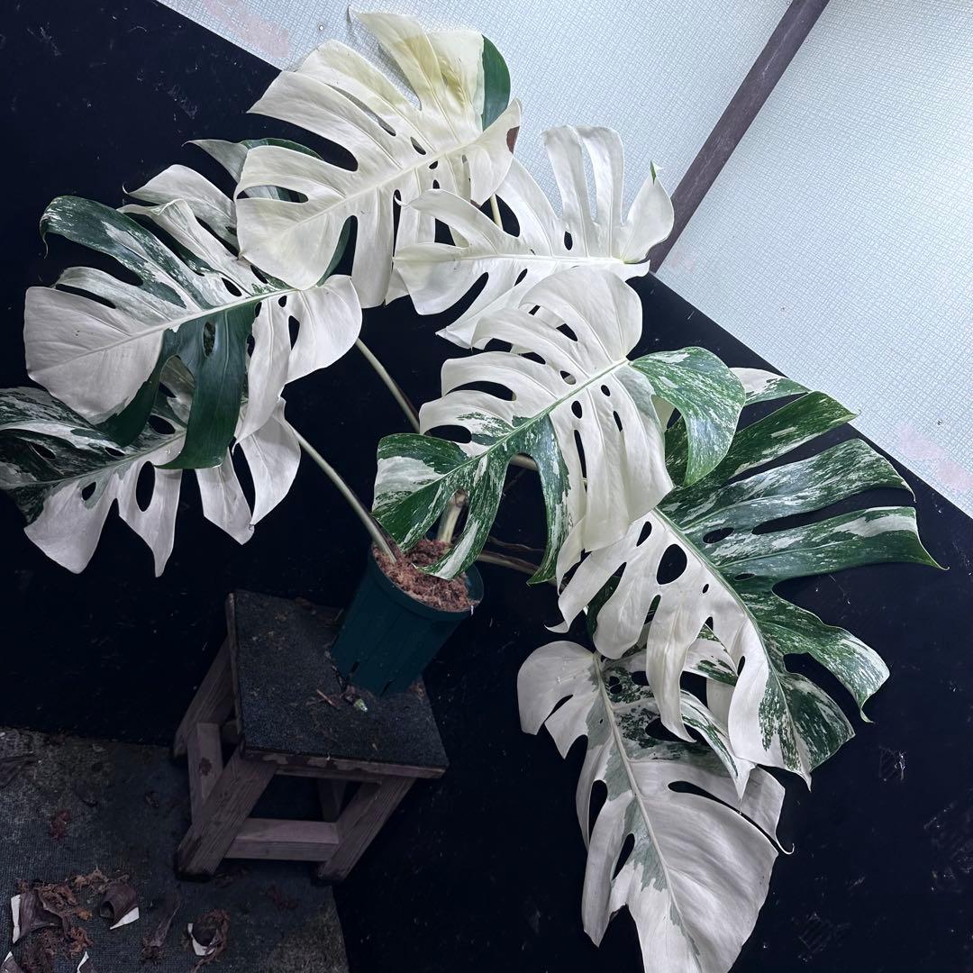 ま*ー様 斑入りモンステラ ホワイトタイガー極美大株73cm白斑多