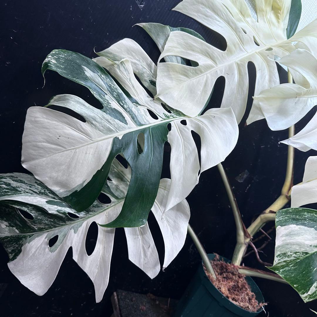 ま*ー様 斑入りモンステラ ホワイトタイガー極美大株73cm白斑多