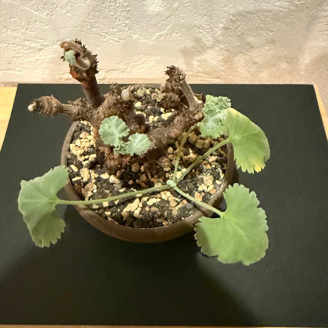 枝挿し 発根済み ペラルゴニウム ミラビレ