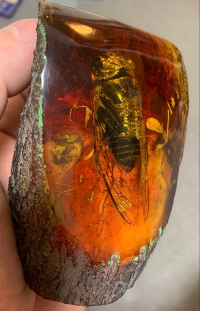 琥珀 セミの標本 セミ レジン封入 テイオウゼミ樹脂琥珀標本 大型インテリア 蝉