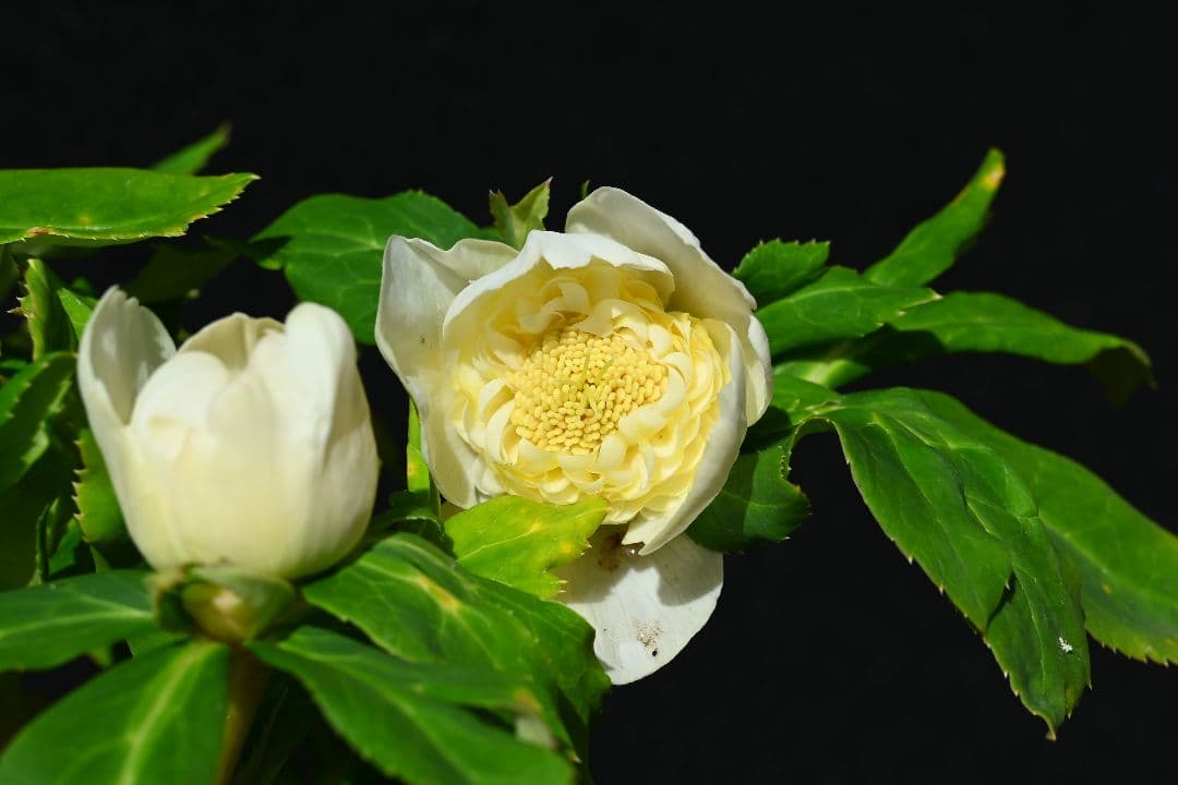 クリスマスローズ　認定ゴールドモーリー　加藤農園