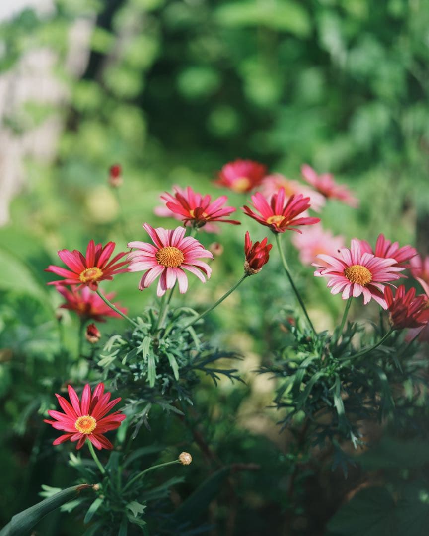 フォクトレンダー Macro Apo-Lanthar 65 mm F2 作例あり