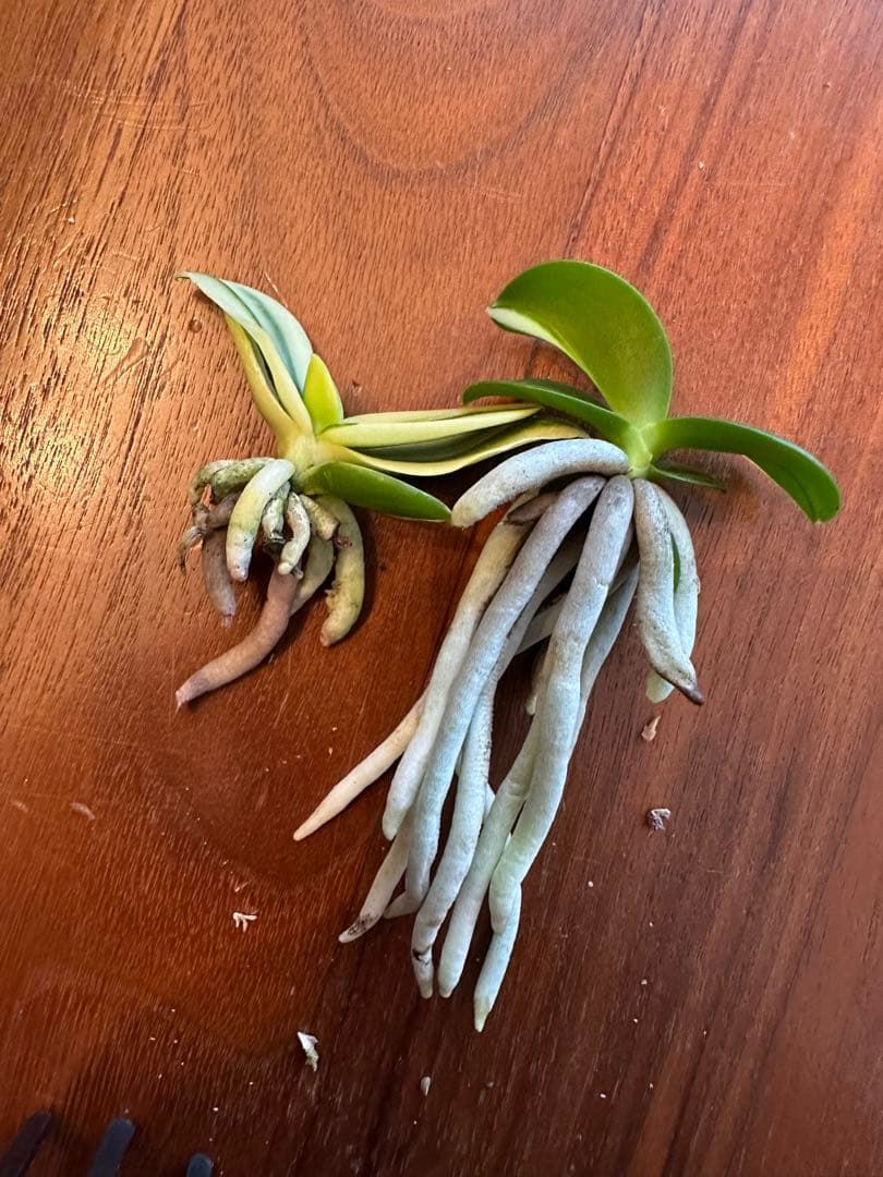 【 名護蘭 】明丸2個セット　367