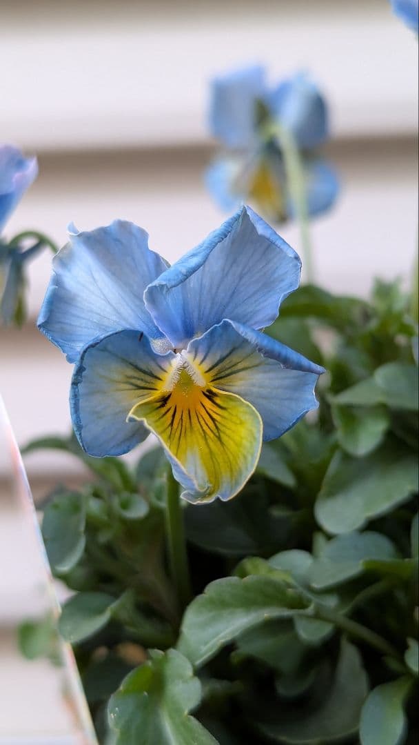 M*☆様 希少種 すみれ図鑑 1苗 新品種 パルプンテ 1苗 正規品ラベル付き