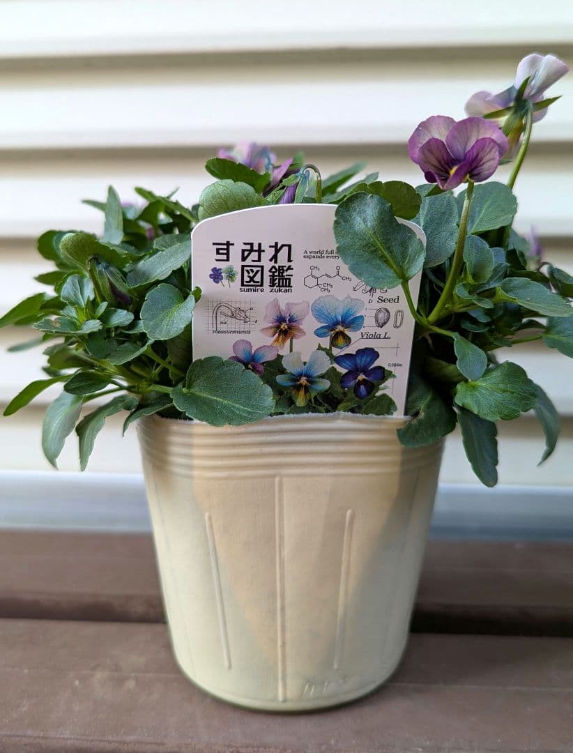 M*☆様 希少種 すみれ図鑑 1苗 新品種 パルプンテ 1苗 正規品ラベル付き