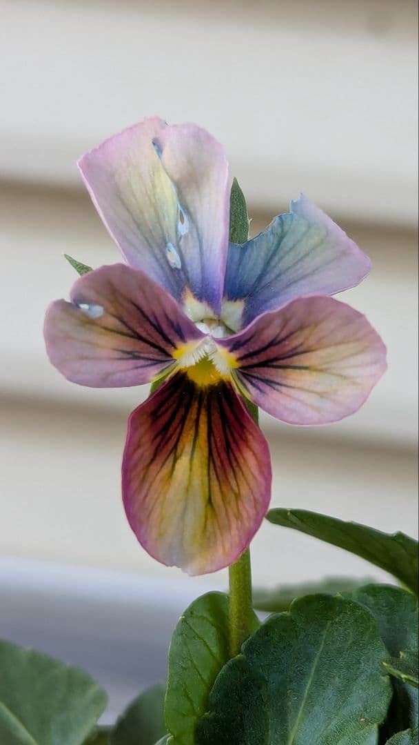 M*☆様 希少種 すみれ図鑑 1苗 新品種 パルプンテ 1苗 正規品ラベル付き