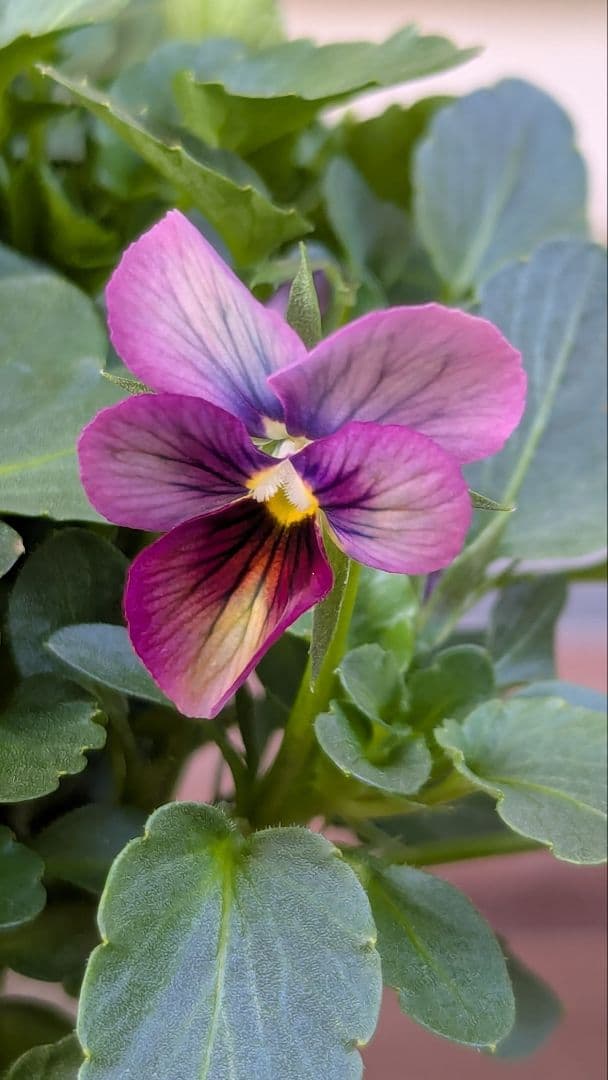 M*☆様 希少種 すみれ図鑑 1苗 新品種 パルプンテ 1苗 正規品ラベル付き