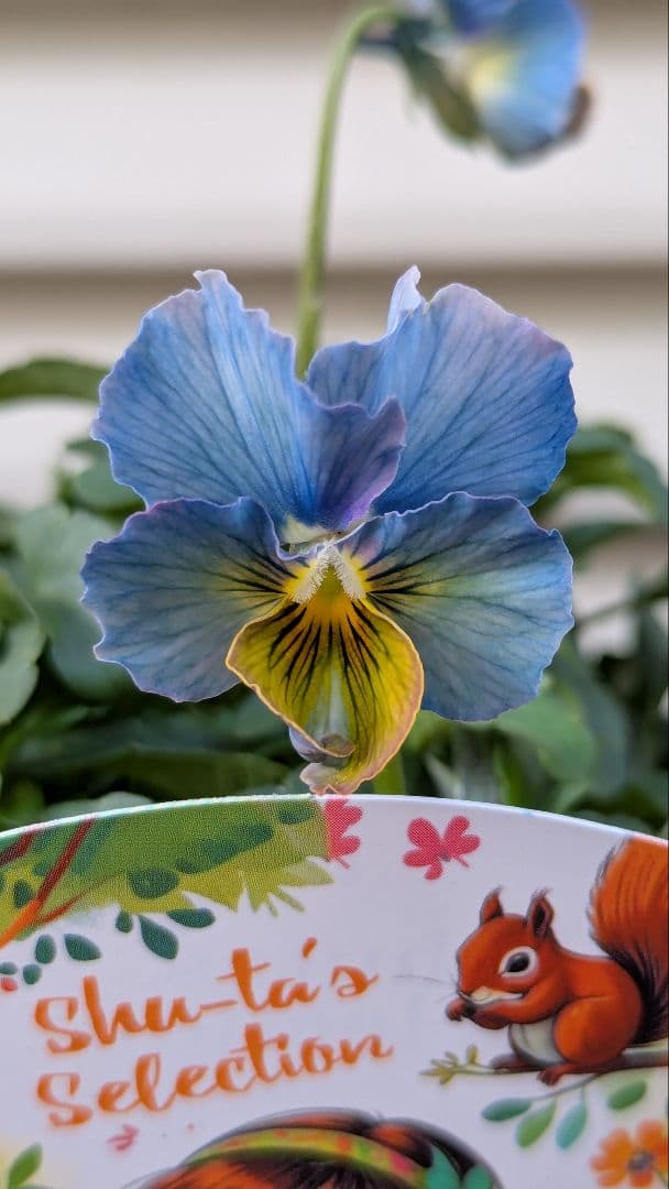 M*☆様 希少種 すみれ図鑑 1苗 新品種 パルプンテ 1苗 正規品ラベル付き