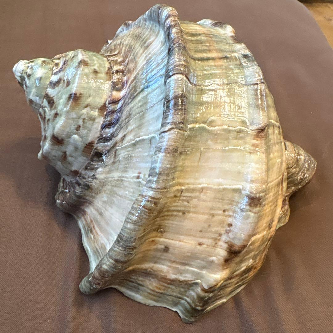 大きめの巻貝の置物