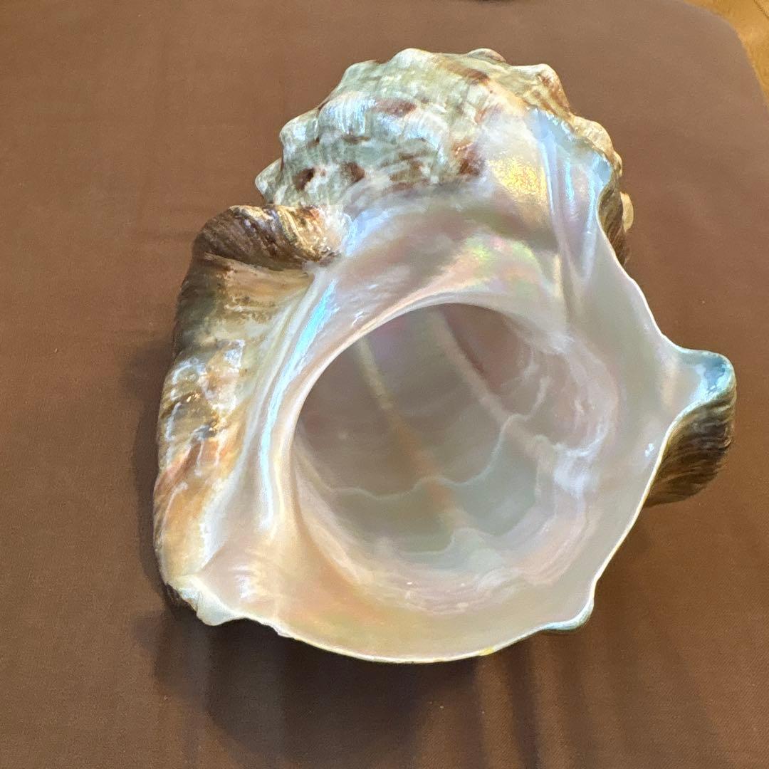 大きめの巻貝の置物