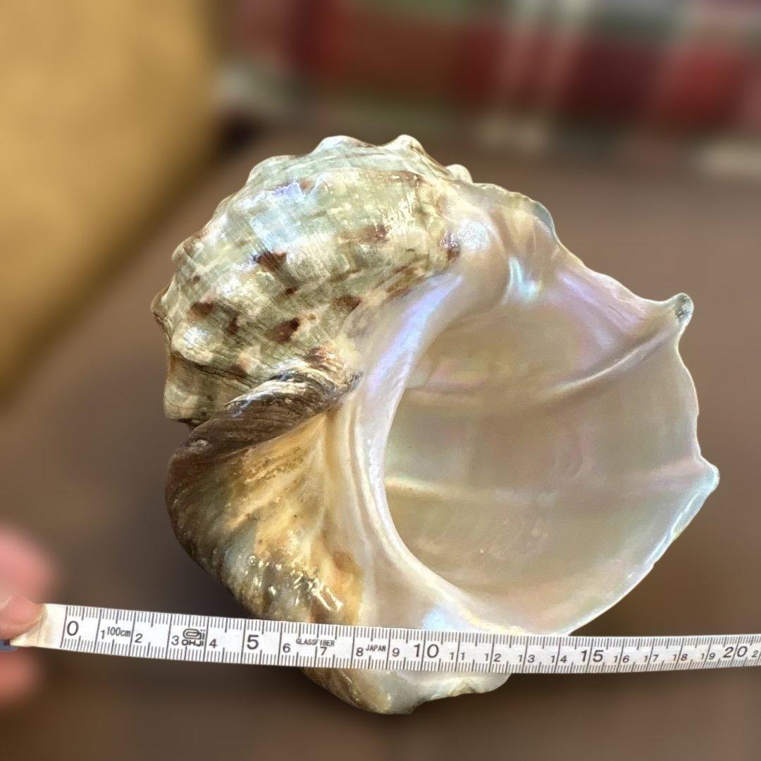 大きめの巻貝の置物