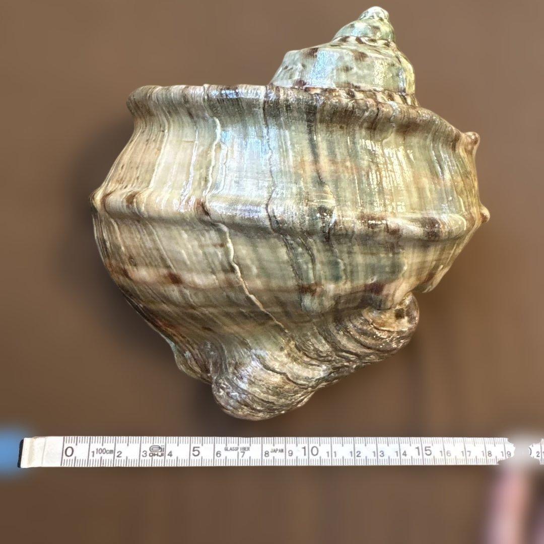 大きめの巻貝の置物