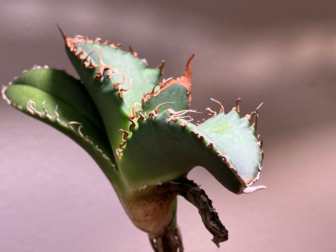 N*u様 【オークション】匿名配送　特大　アガべ　悪魔　TC 上澳園芸　悪魔くん