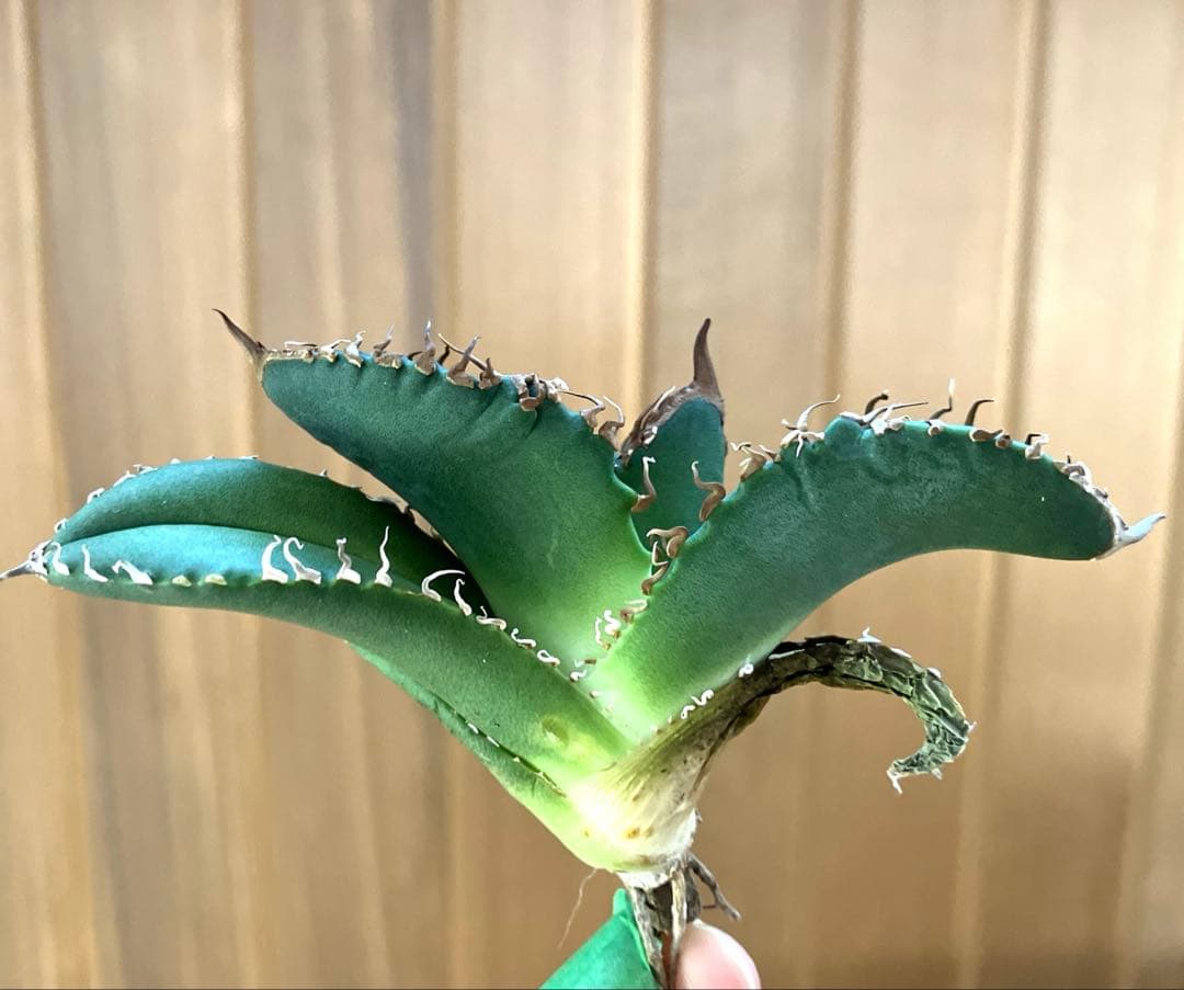 N*u様 【オークション】匿名配送　特大　アガべ　悪魔　TC 上澳園芸　悪魔くん