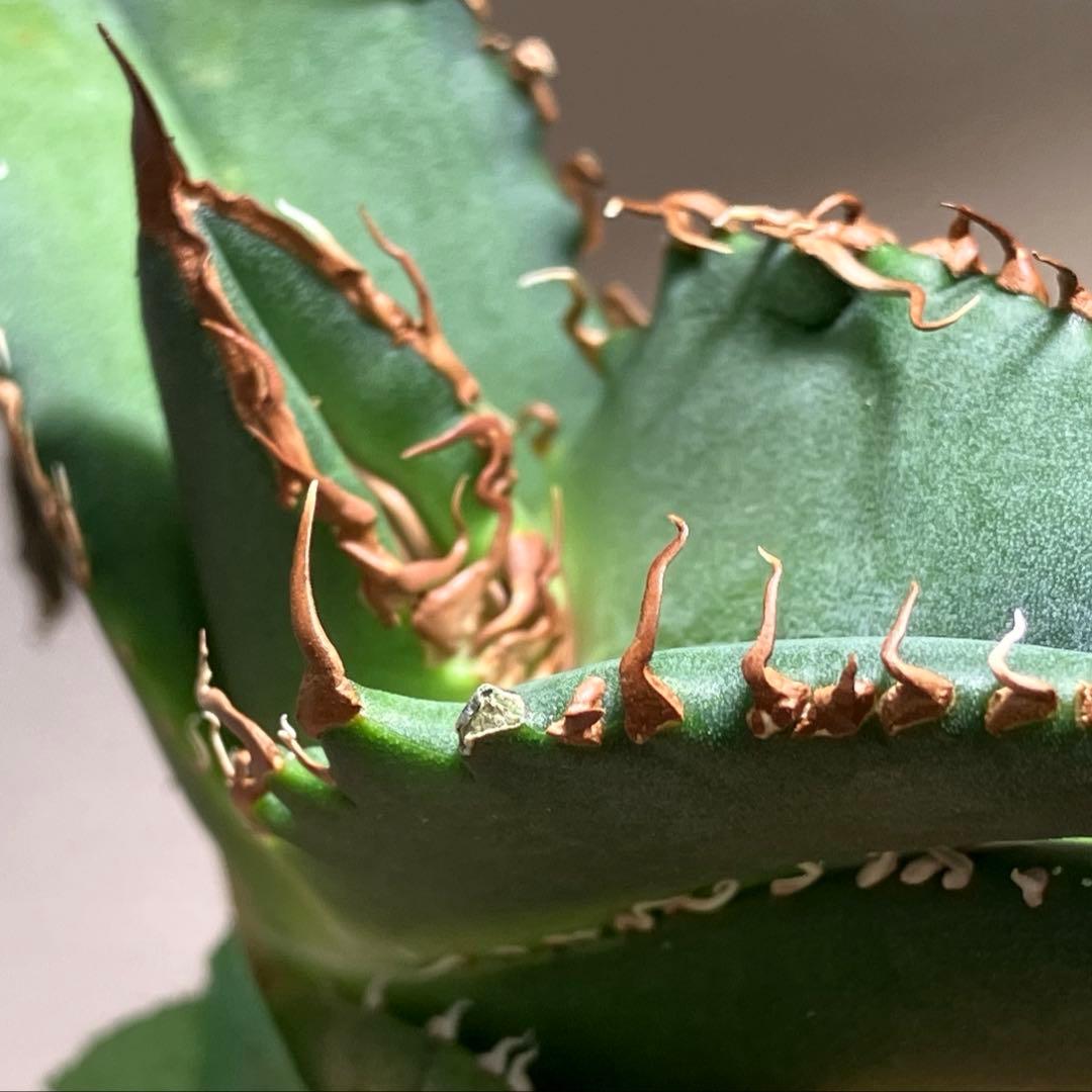 N*u様 【オークション】匿名配送　特大　アガべ　悪魔　TC 上澳園芸　悪魔くん