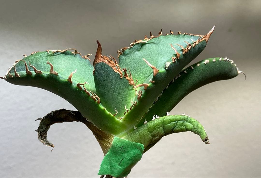 N*u様 【オークション】匿名配送　特大　アガべ　悪魔　TC 上澳園芸　悪魔くん