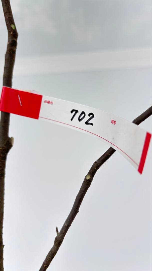 美しい樹形が魅力的 山採り ハイノキ 株立 702 樹高1.7m位 高級樹