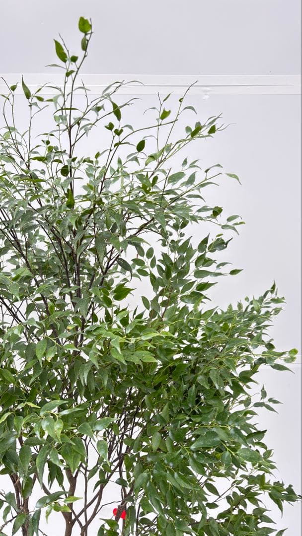 美しい樹形が魅力的 山採り ハイノキ 株立 702 樹高1.7m位 高級樹