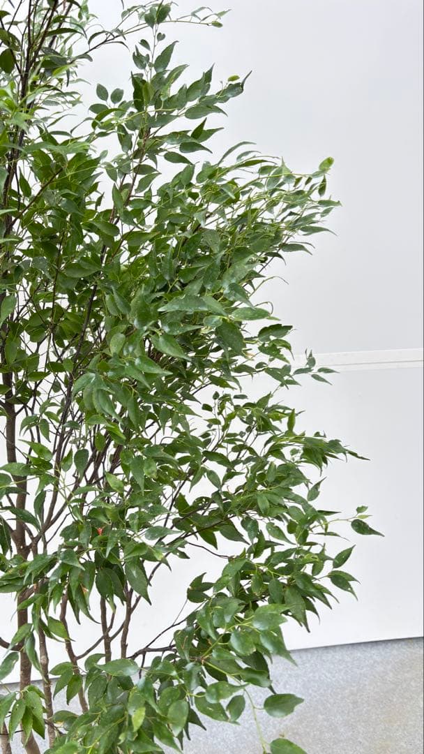 美しい樹形が魅力的 山採り ハイノキ 株立 702 樹高1.7m位 高級樹