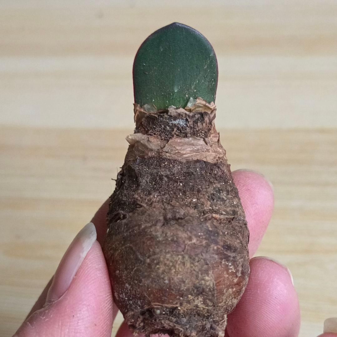 434 ハエマンサスノルティエリ Haemanthus nortieri特選大株