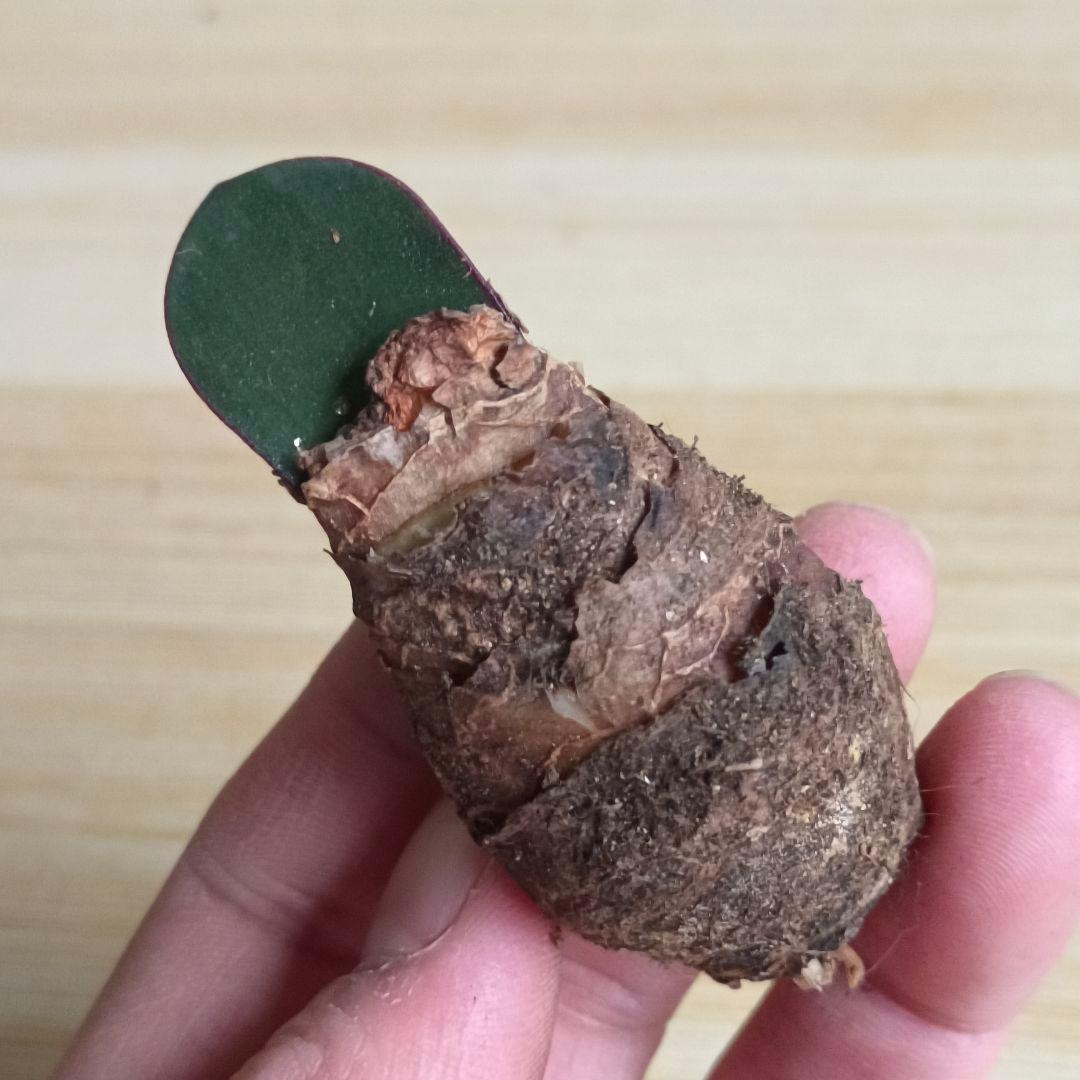 434 ハエマンサスノルティエリ Haemanthus nortieri特選大株