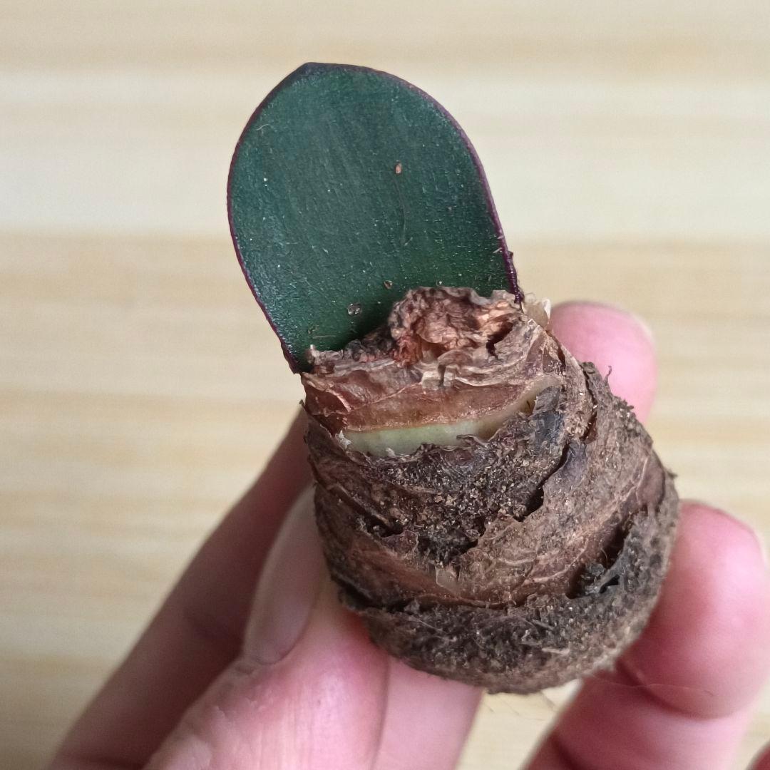 434 ハエマンサスノルティエリ Haemanthus nortieri特選大株