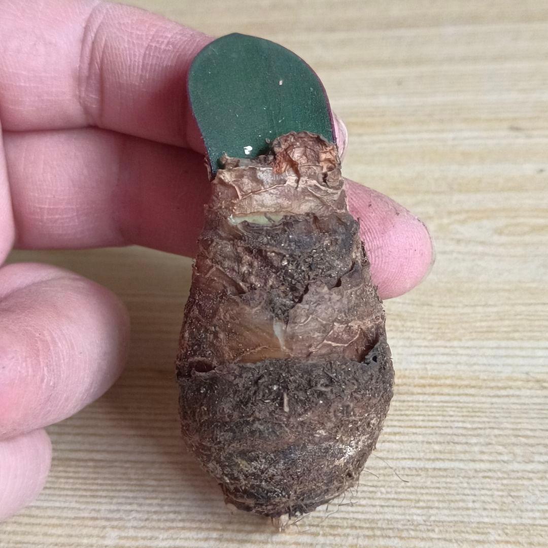 434 ハエマンサスノルティエリ Haemanthus nortieri特選大株